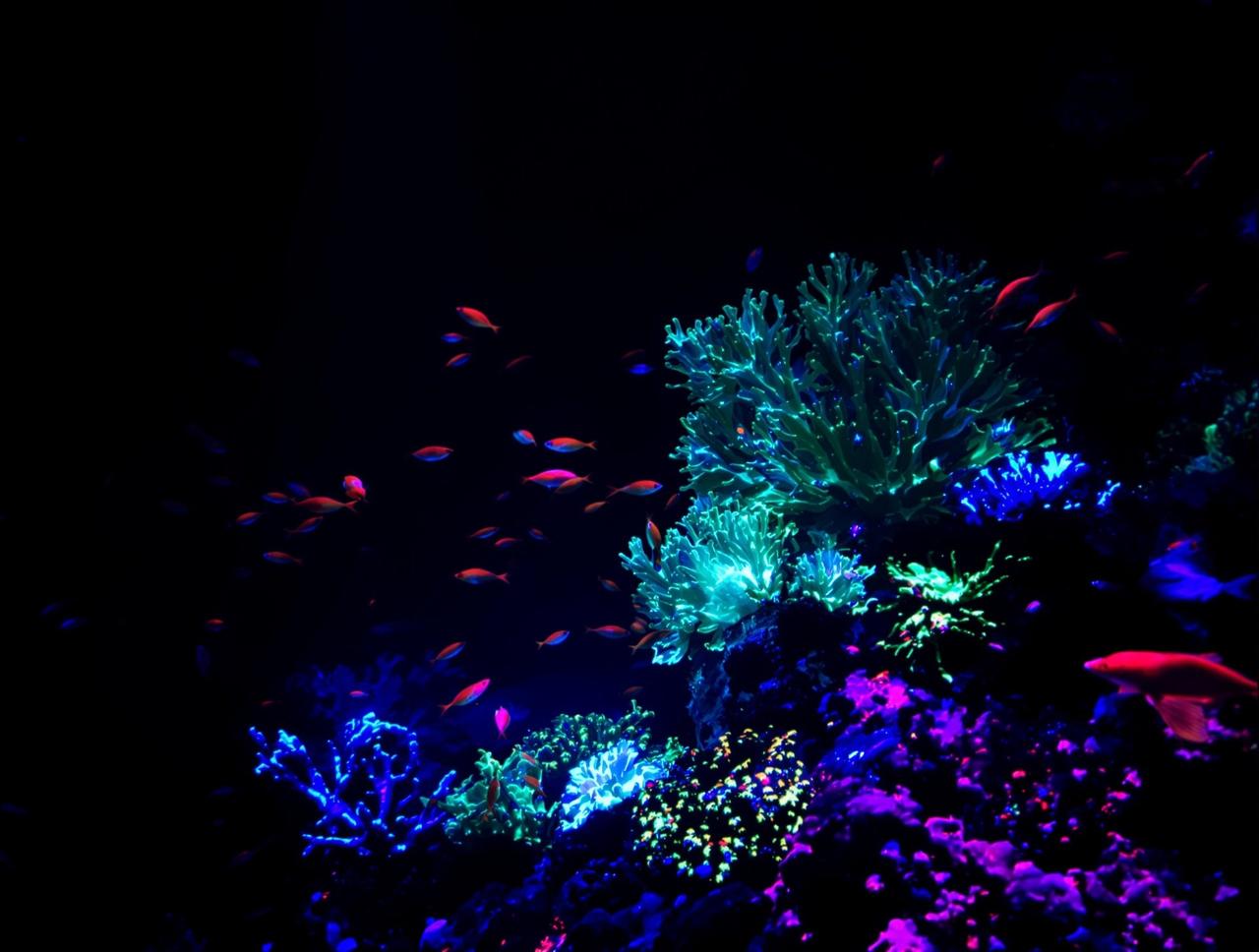 午夜天堂影院影迷互动深海迷航分享图片1